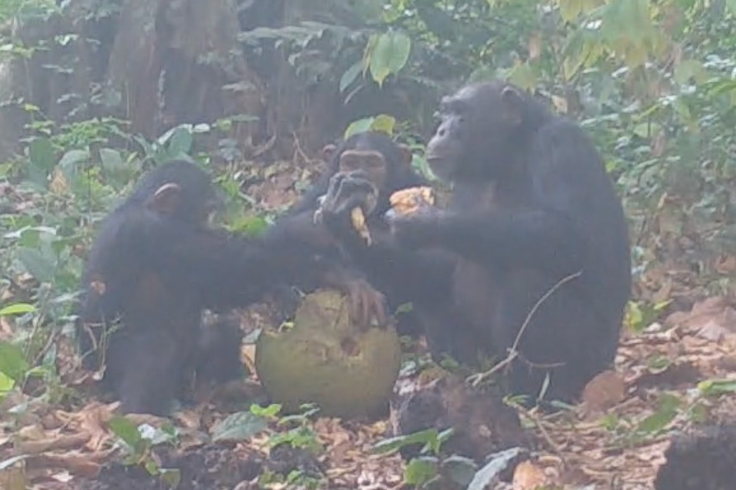 Chimpanzees imbibing