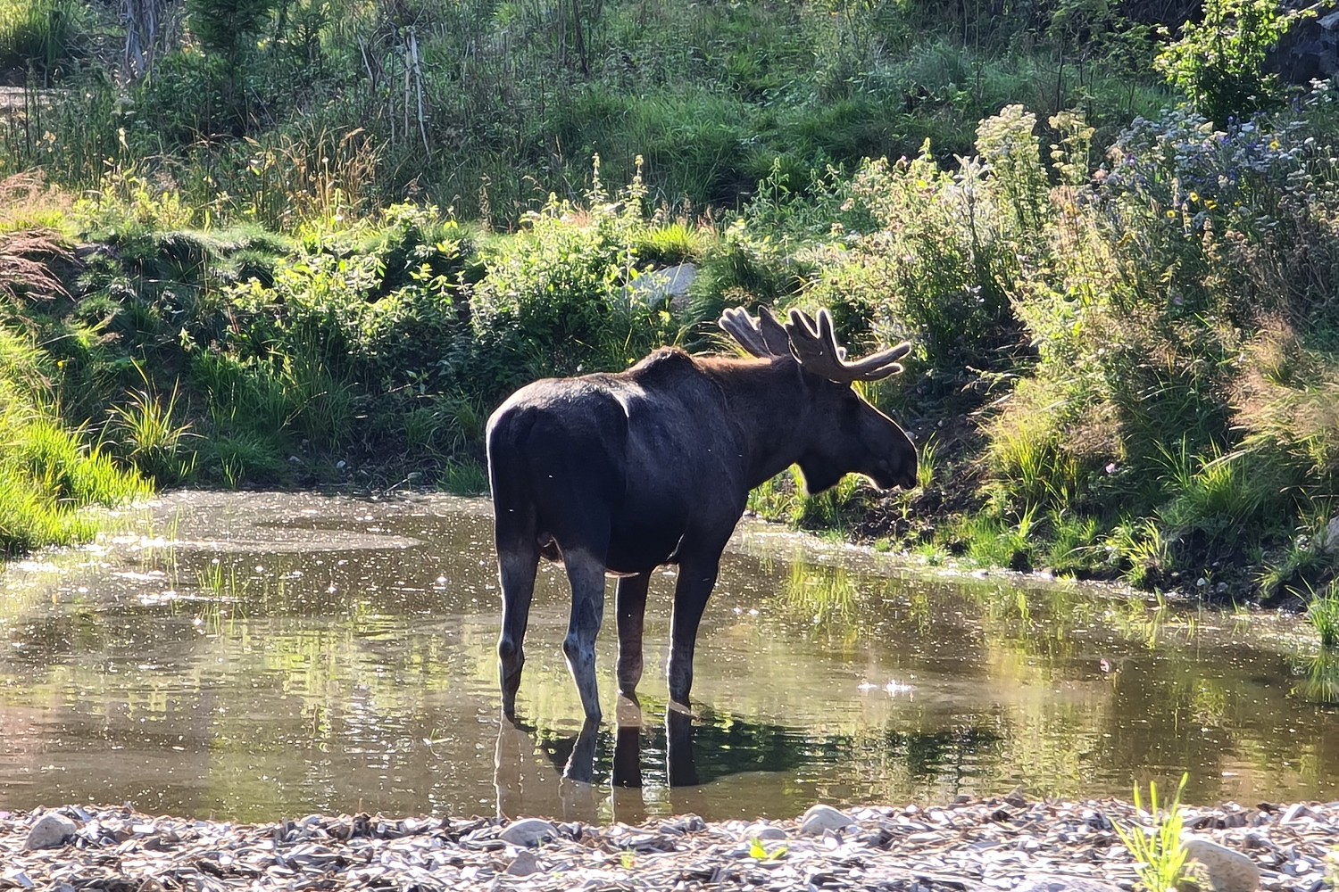 Moose in river