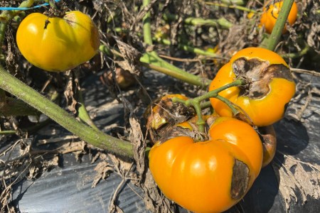 Blighted tomatoes