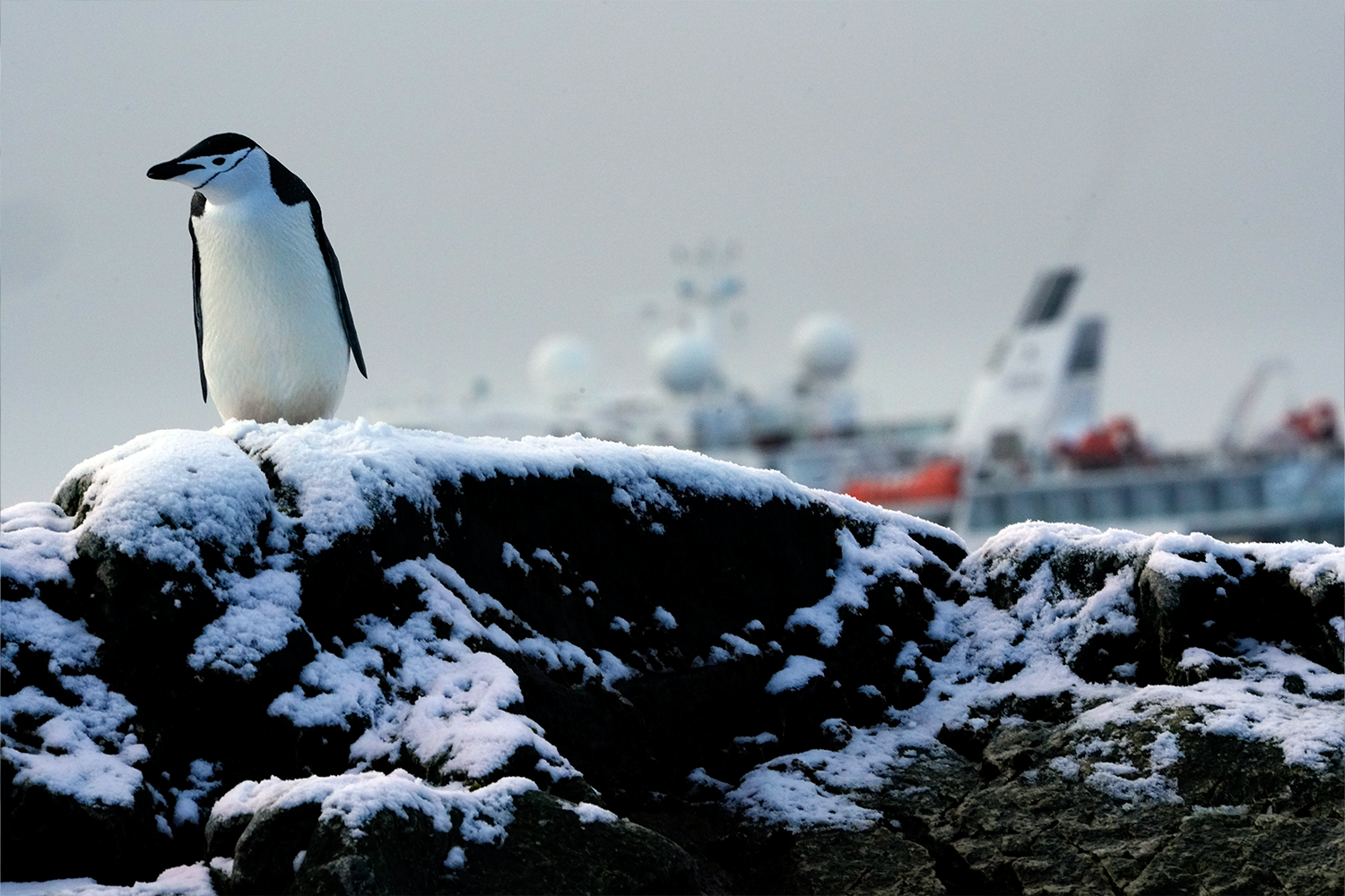 Scenes from the White Continent