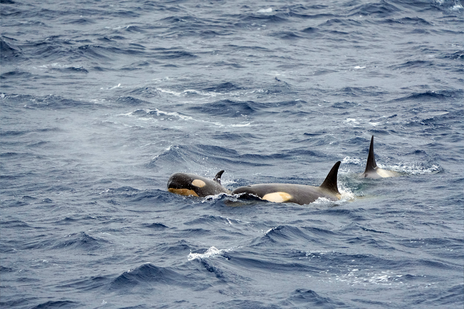 Scenes from the White Continent