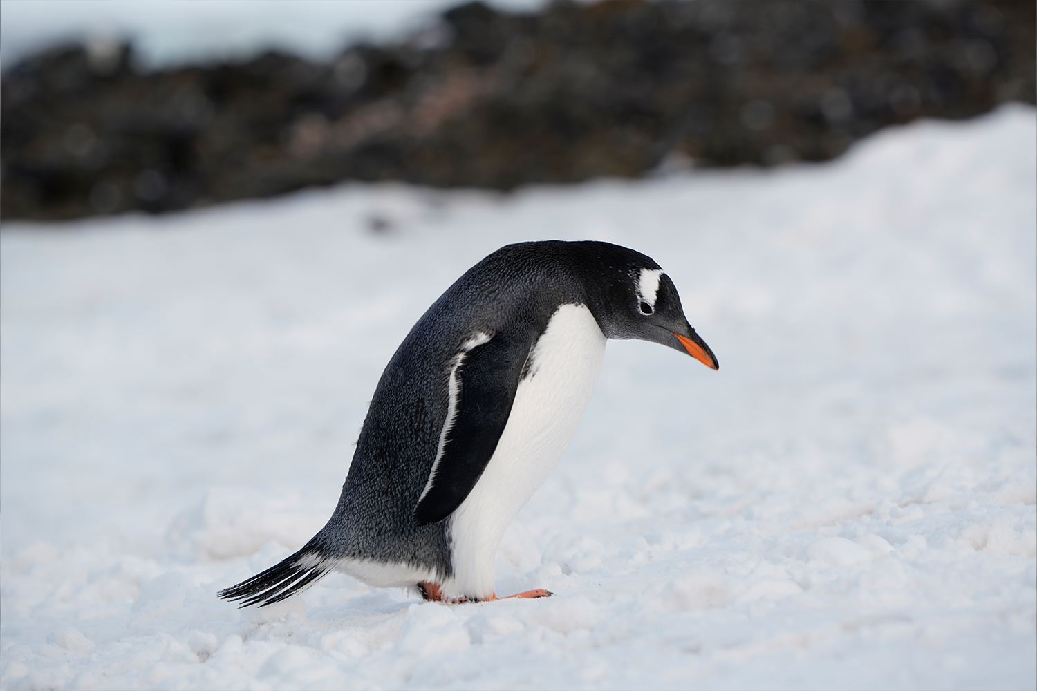 Scenes from the White Continent