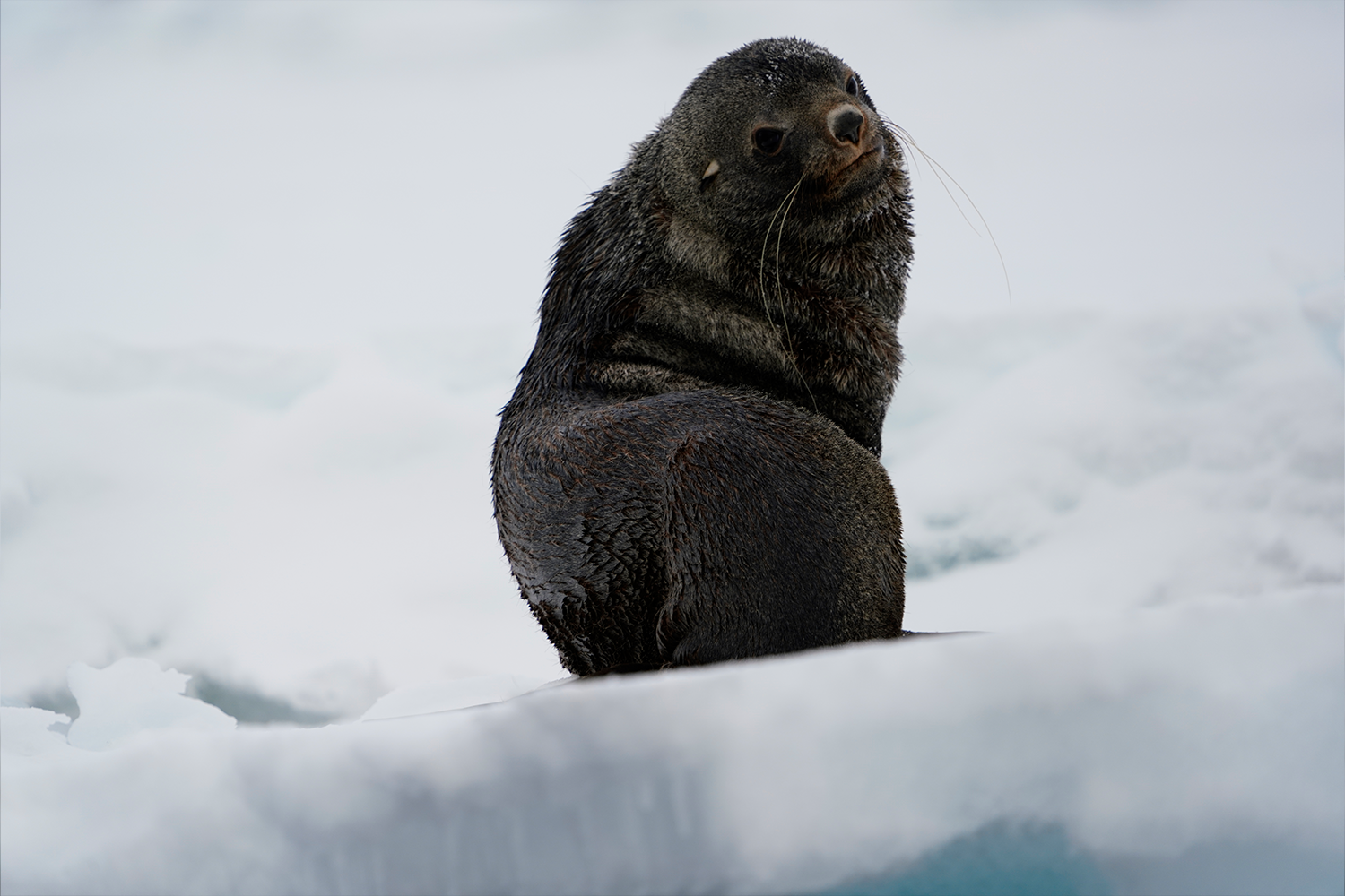 Scenes from the White Continent