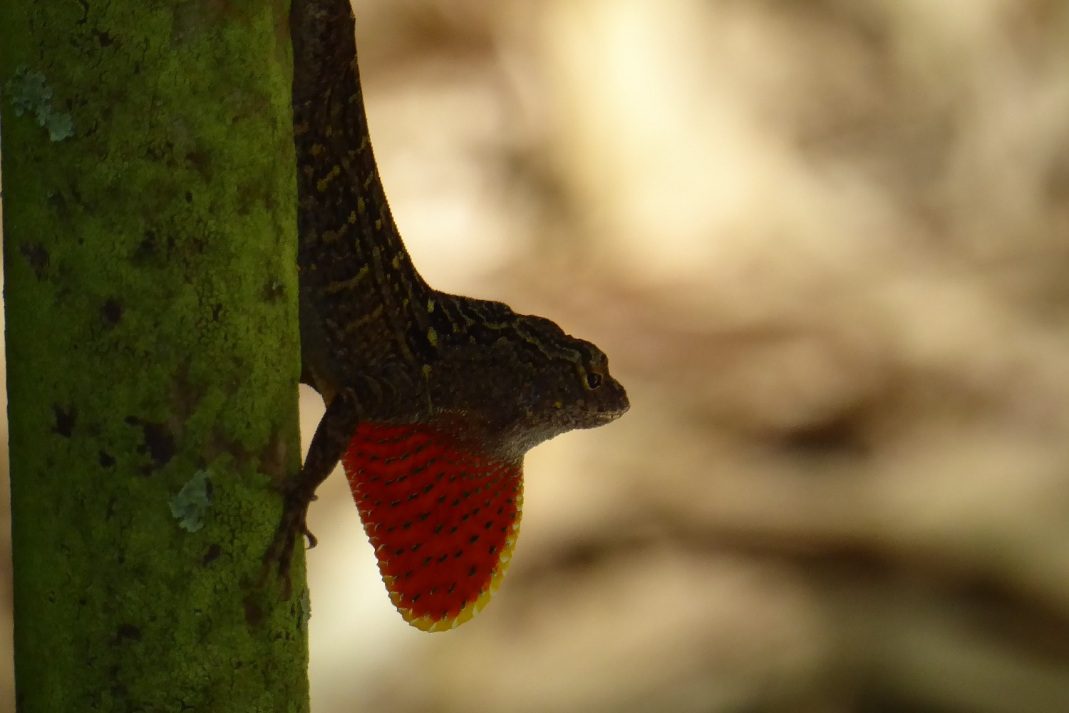 Anole lizard on a tree
