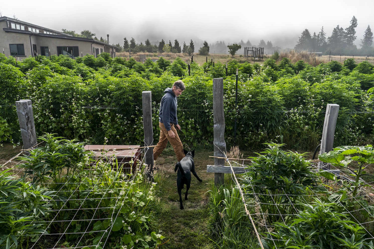 PETROLIA, CALIFORNIA - August 3, 2022: Cannabis farmer Drew Barber begins early morning work among the cannabis rows accompanied by his dog, Loka, in Petrolia, California August 3, 2022. Barber practices regenerative farming and is sun and earth certified. He has 10,000 square foot full-season outdoor varieties of cannabis in Humboldt County. Humboldt is a part of the Emerald Triangle, a region made up of Humboldt, Mendocino, and Trinity counties. The Emerald Triangle is one the historically largest cannabis-producing regions in the United States. (Melina Mara/The Washington Post via Getty Images)