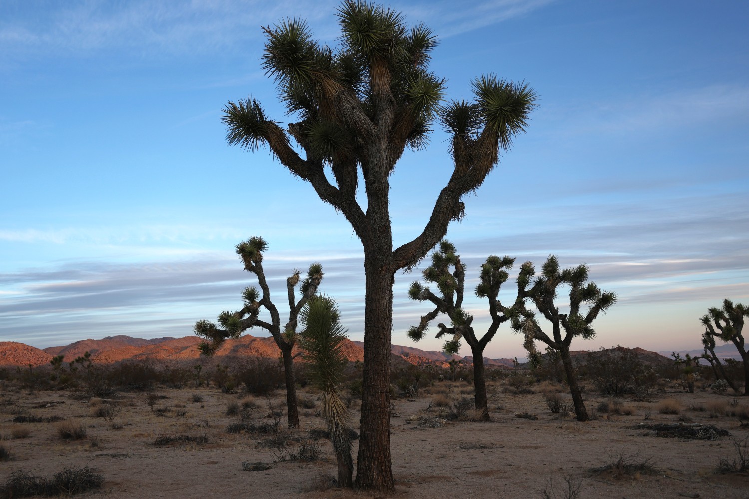 Joshua trees