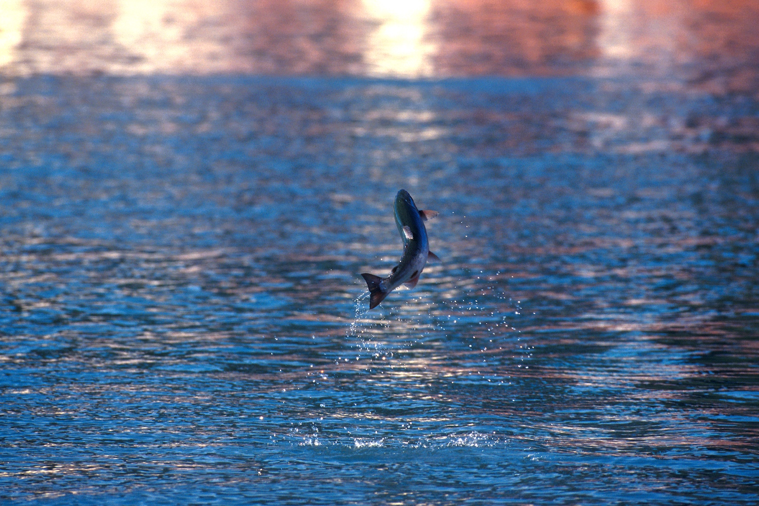 Silver salmon or coho jumping Seward Alaska USA