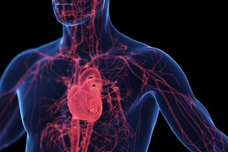 illustration of cardiovascular system
