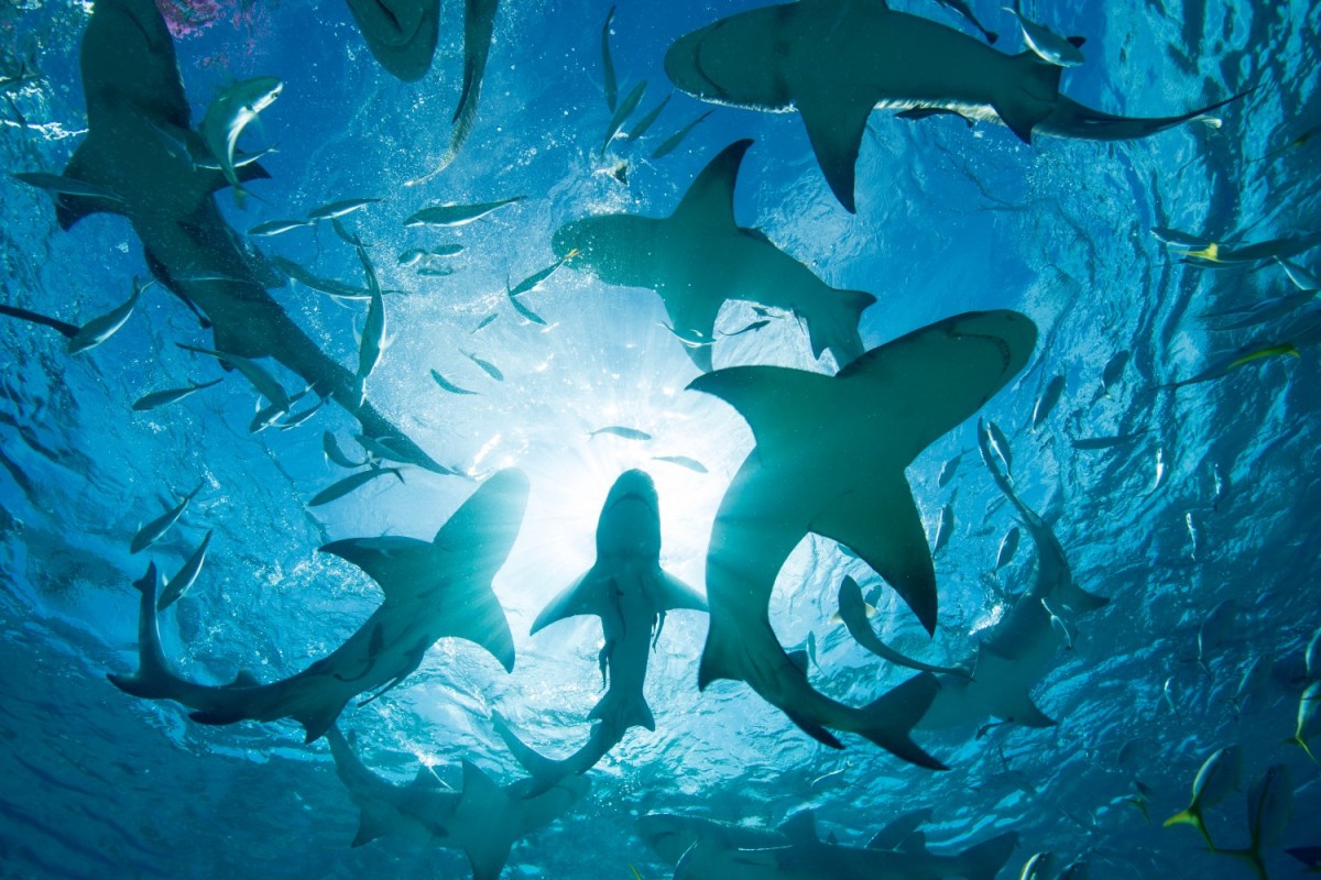 How to Sea Animals Survive a Hurricane: Incredible Survival Tactics