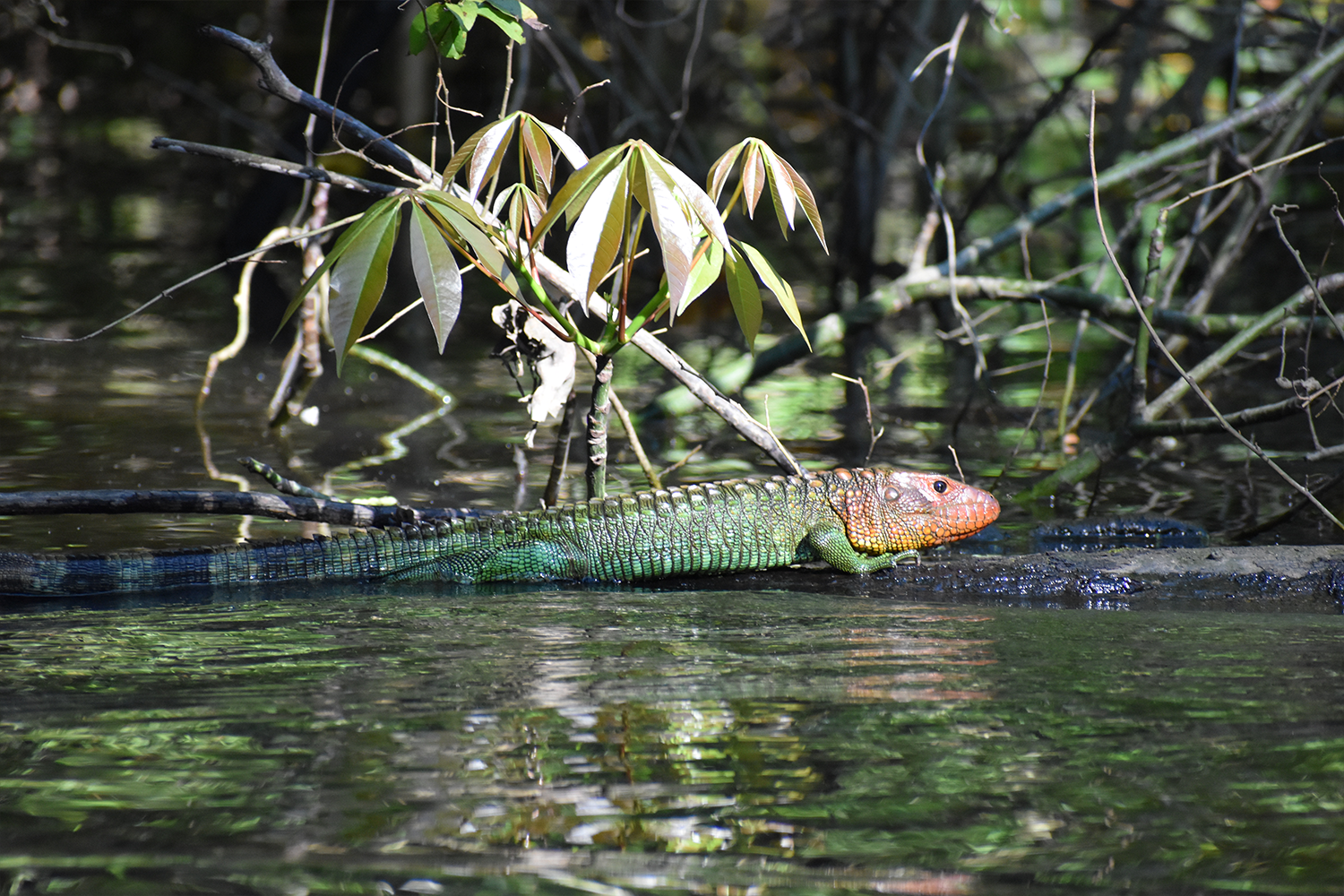 A Caiman lizard bathing in the sun