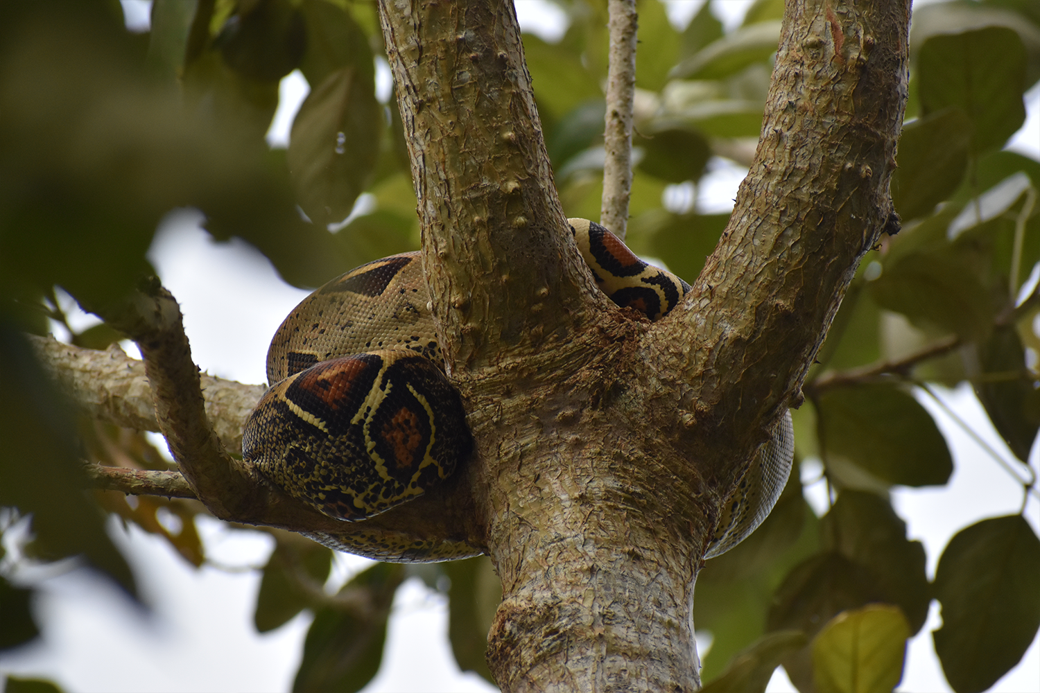 A red-tailed boa above Nauta's port