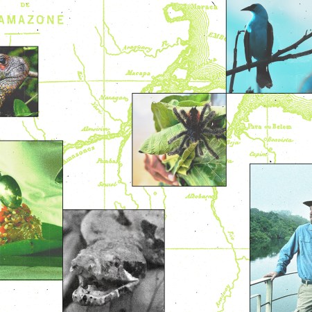 Sleep in a suite with panoramic jungle views while drifting through Peru’s Pacaya Samiria National Reserve