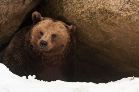 Bear in a cave