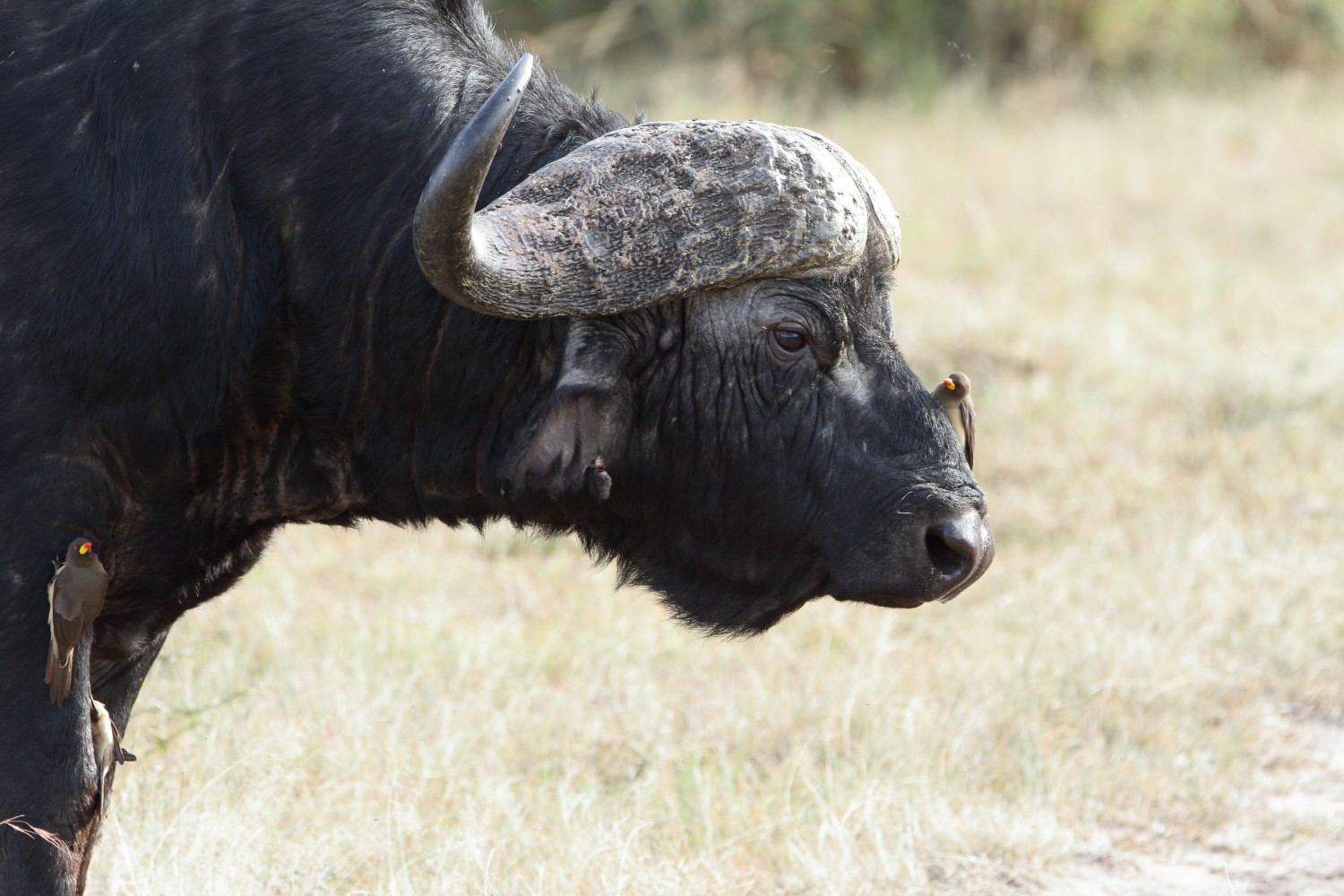 Cape buffalo