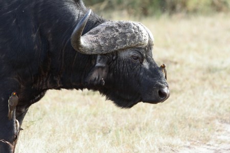 Cape buffalo