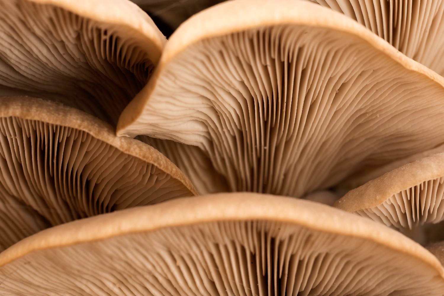 Closeup of mushrooms