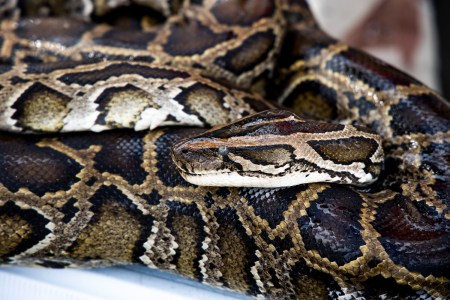 A large python curled up