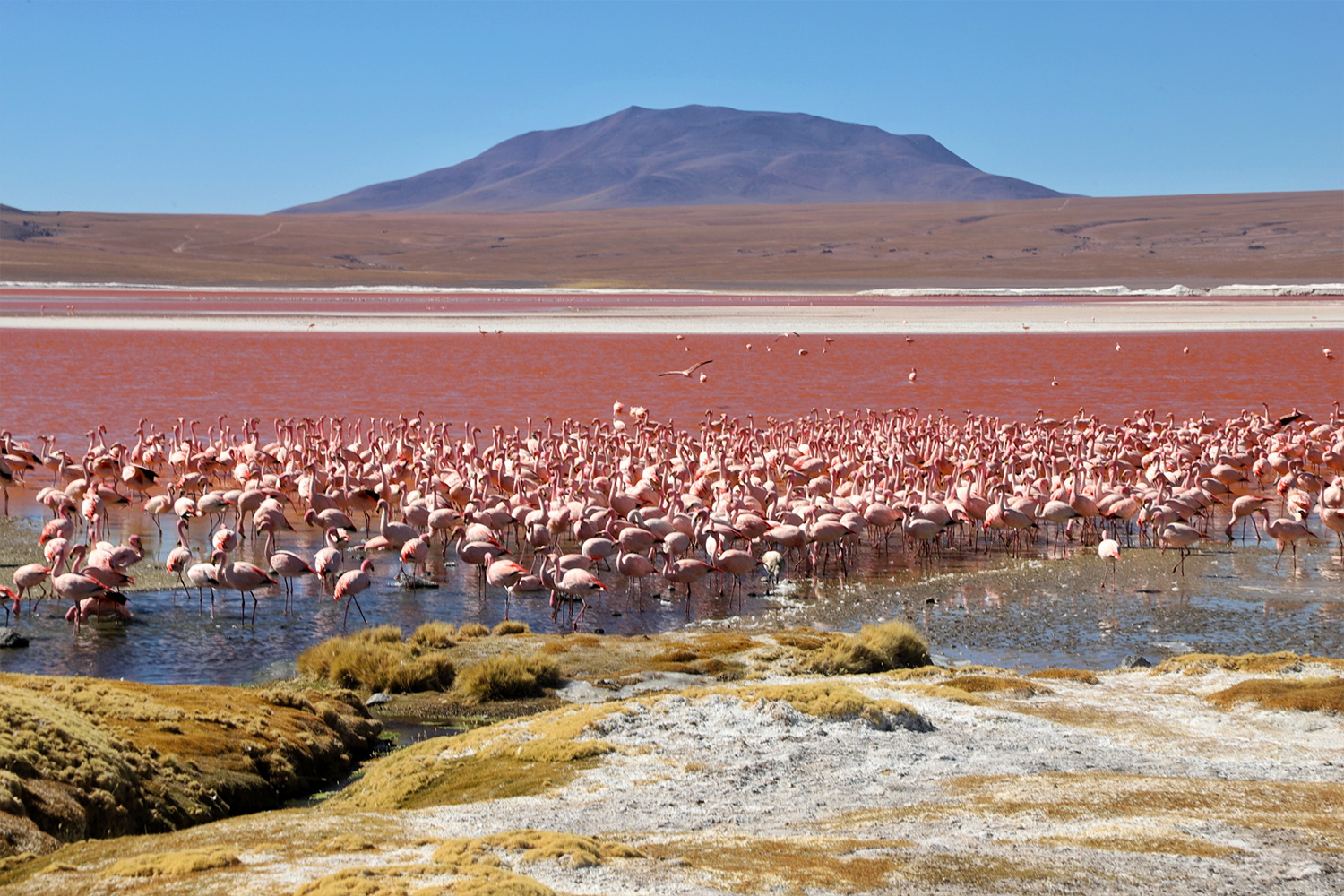 Three flamingo species call the Bolivian salt flats home.