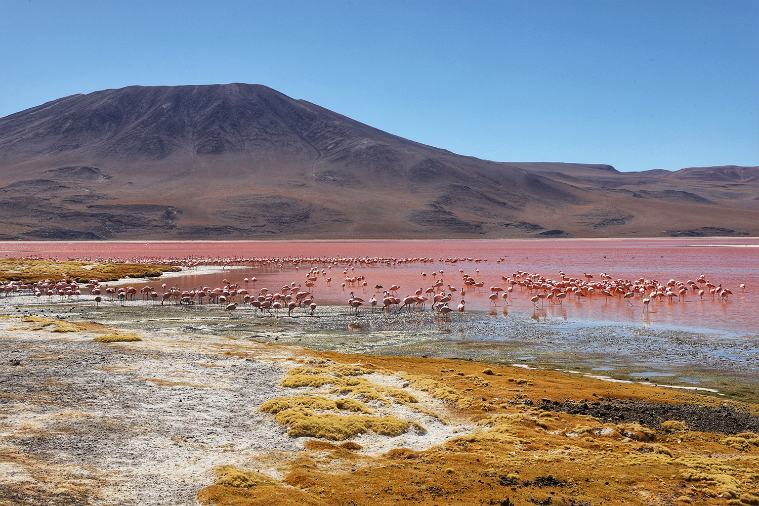 Uyuni’s shallow lagoons provide food and refuge for flamingos.