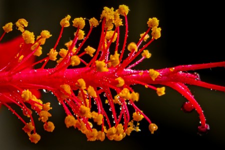 Microscopic view of pollen