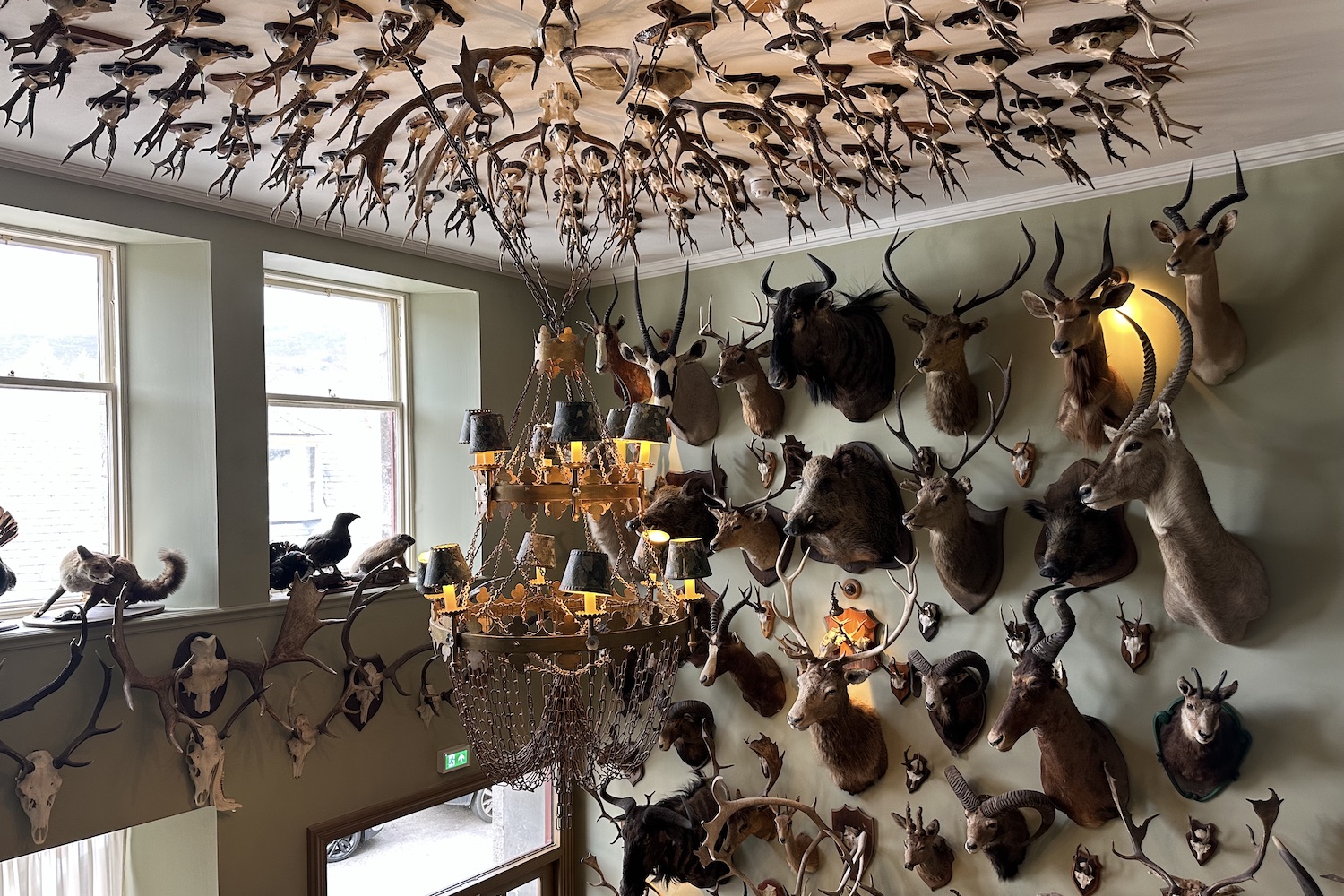 a wall and ceiling filled with taxidermy