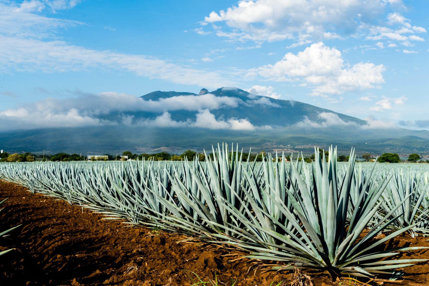 Agave field