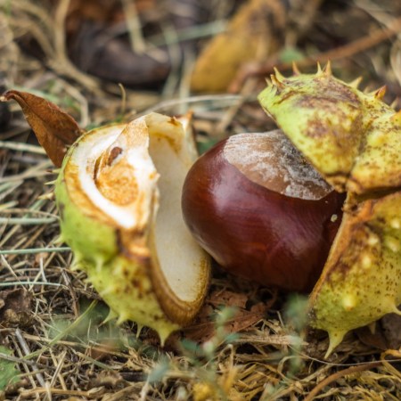 Conker after falling on the ground