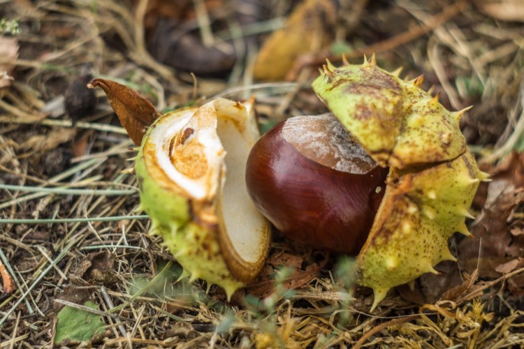 Conker after falling on the ground