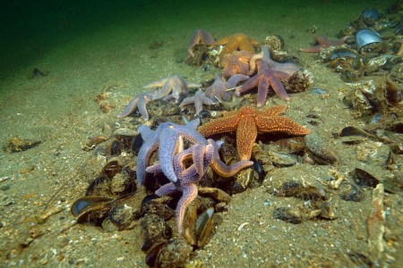 Starfish underwater