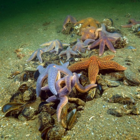 Starfish underwater