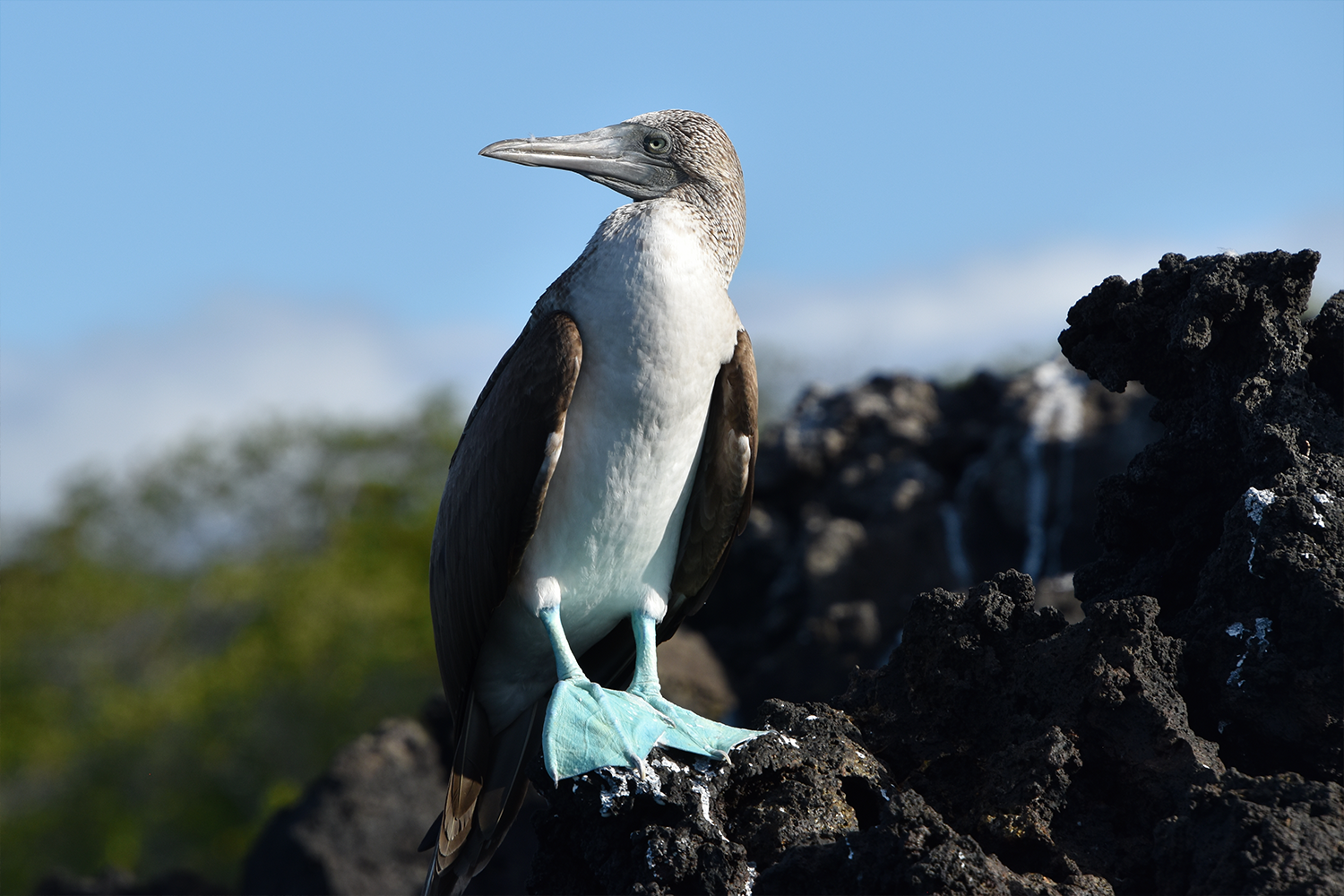 Blue-footed booby