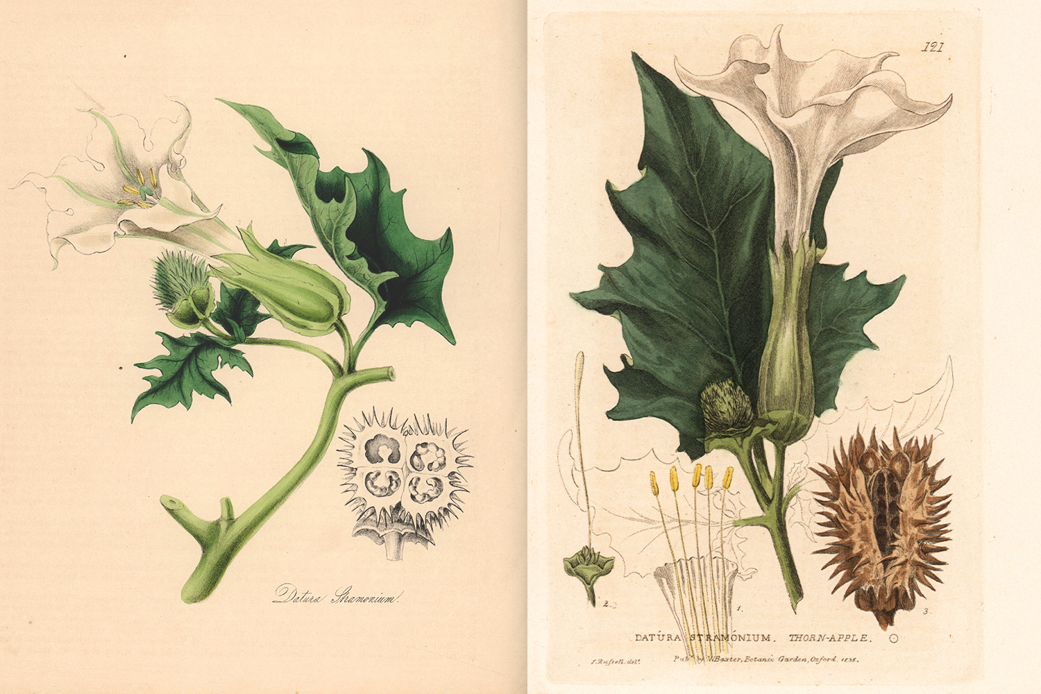 Those who consume jimsonweed intentionally allow the pods to ripen, then dry the seeds individually