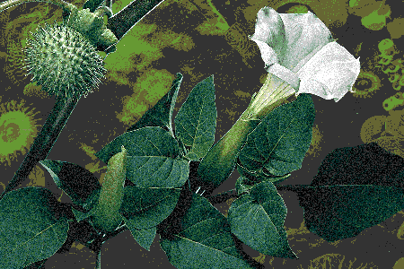 Jimsonweed is a hardcore deliriant capable of triggering acute psychosis. It might be growing in your backyard.