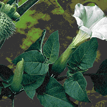 Jimsonweed is a hardcore deliriant capable of triggering acute psychosis. It might be growing in your backyard.
