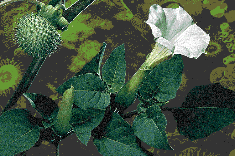 Jimsonweed is a hardcore deliriant capable of triggering acute psychosis. It might be growing in your backyard.