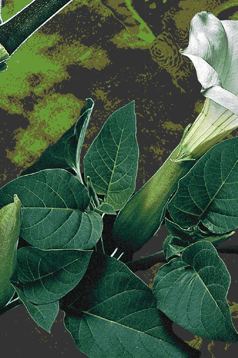 Jimsonweed is a hardcore deliriant capable of triggering acute psychosis. It might be growing in your backyard.