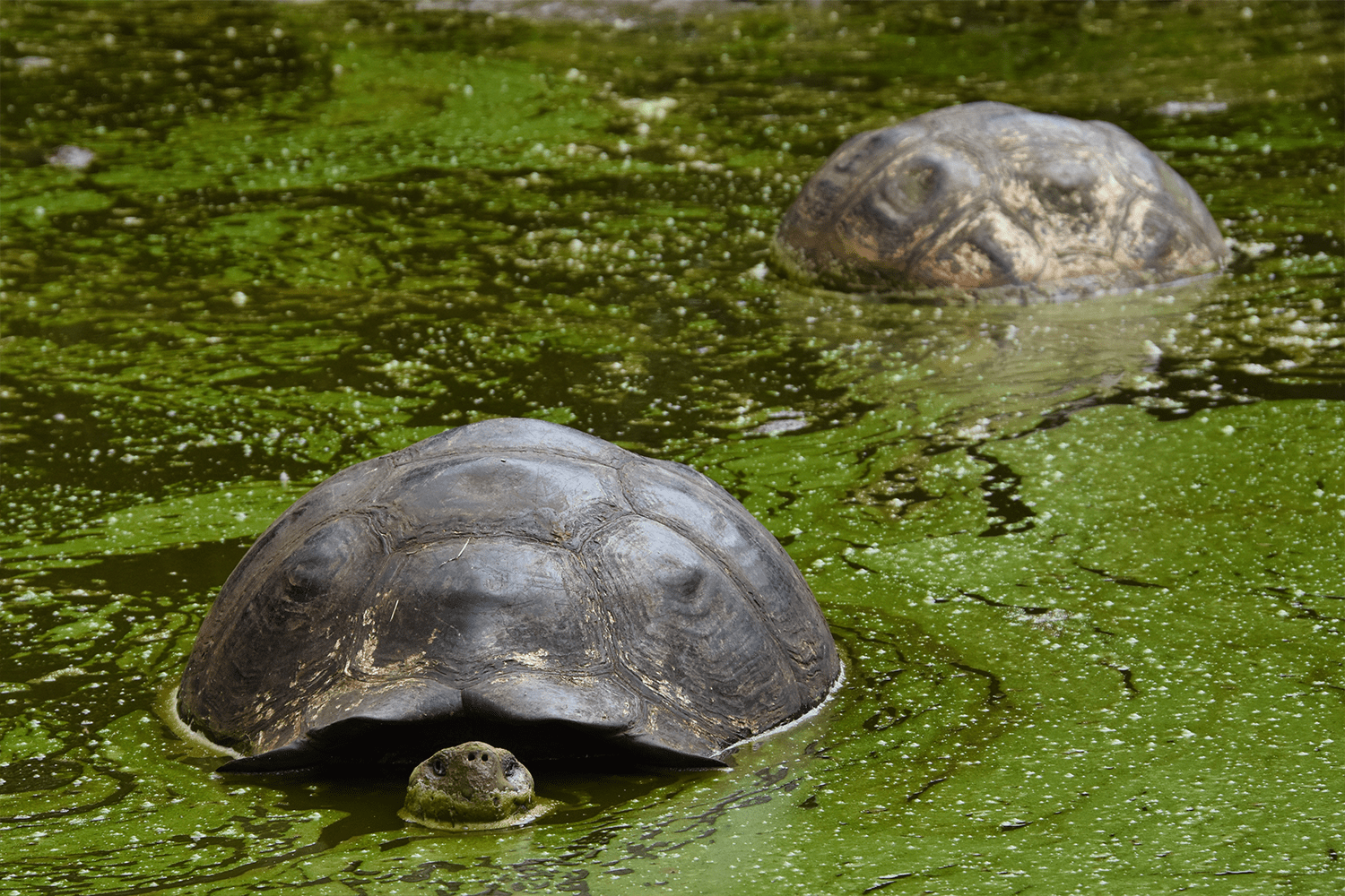 Galapagos Giant Tortoise