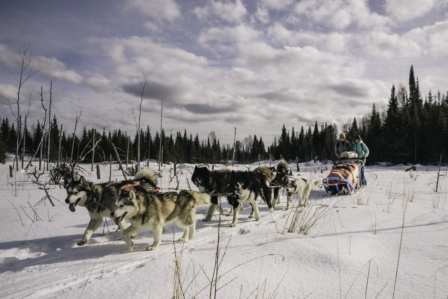 A group goes dog sledding in the snow on a sunny day.
