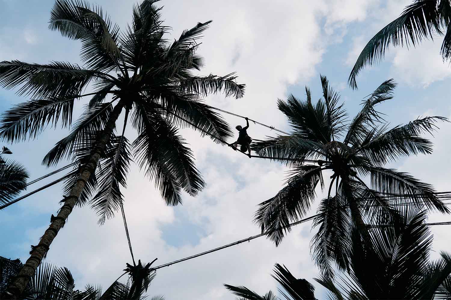 shimmy up coconut trees, tight-rope walking between each and collecting the toddy in a clay pot