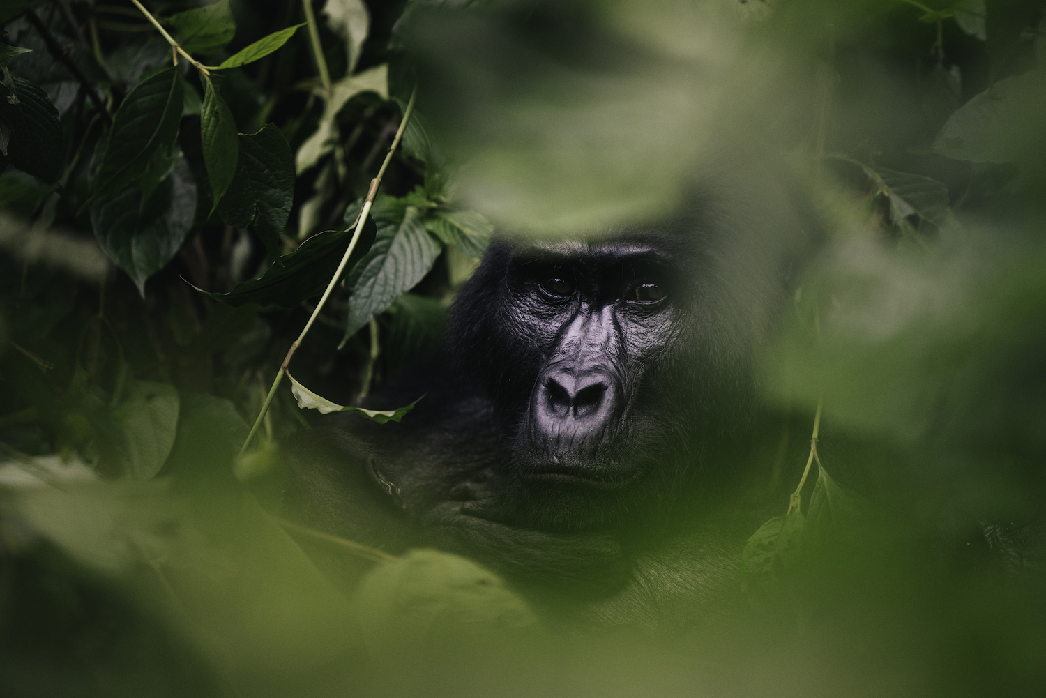 A close-up photo of a gorilla.