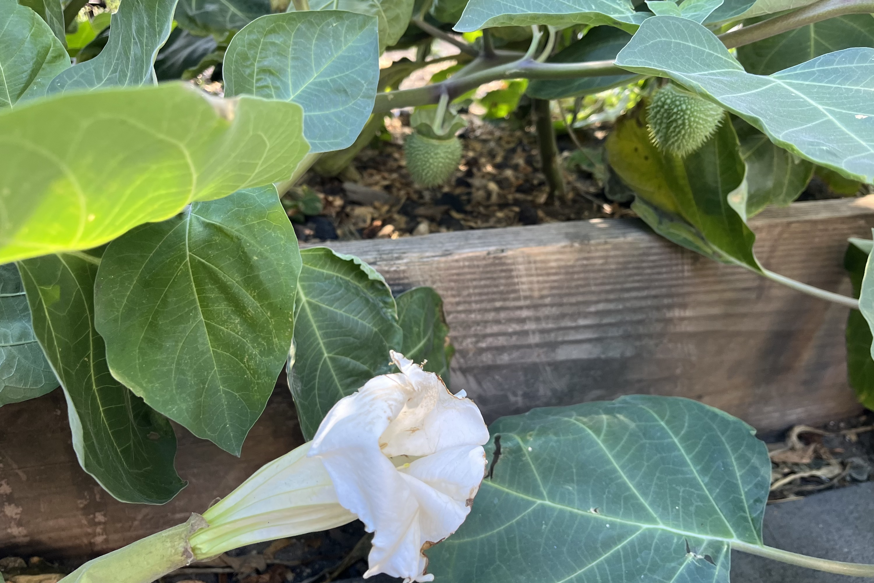 This enormous datura innoxia colonized a vegetable bed in Downtown Brooklyn