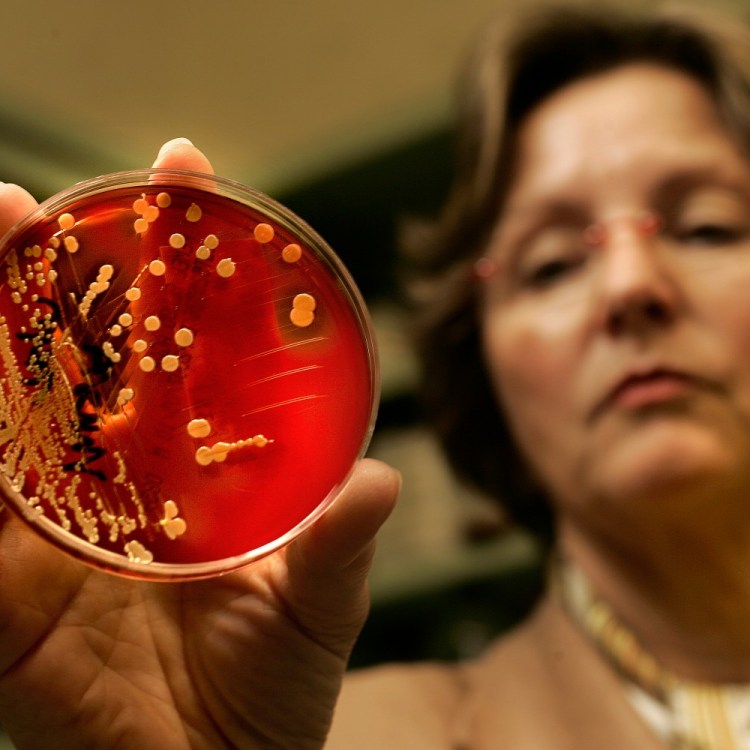 Physician Francoise Perdreau-Remington holds up a sample of the MRSA bacteria.