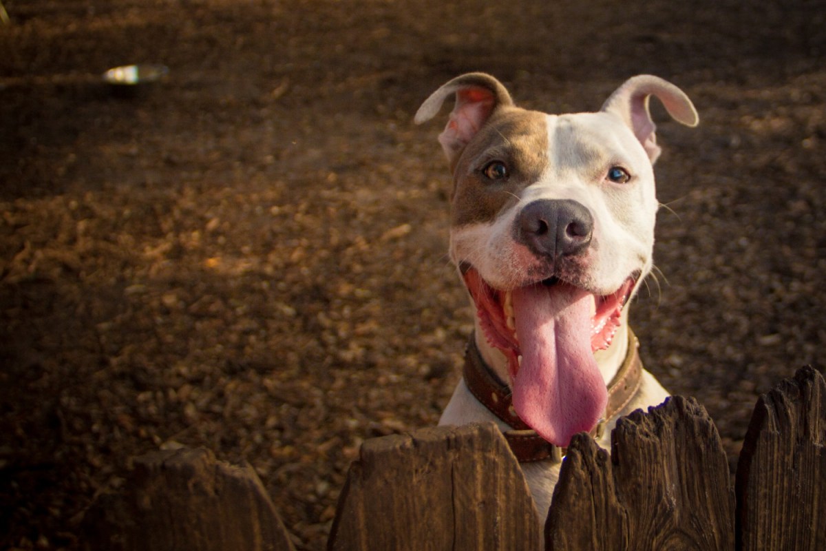 One Maryland County Is No Longer Banning Pit Bulls