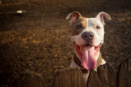 Pit bull with tongue out