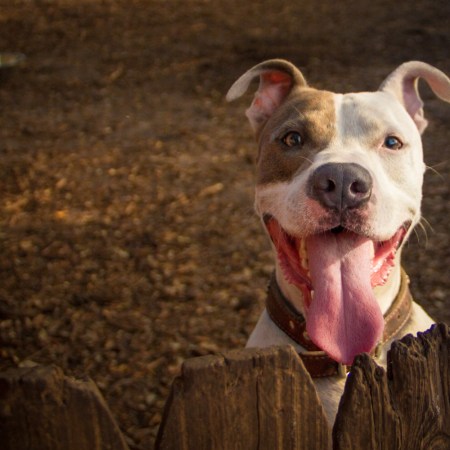 Pit bull with tongue out