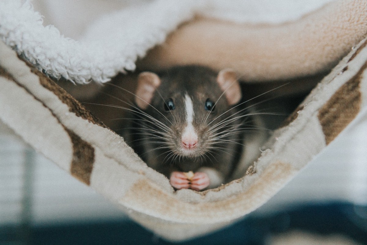 Science's Next Frontier is Rat Birth Control