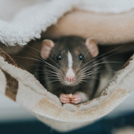 A very content rat in repose