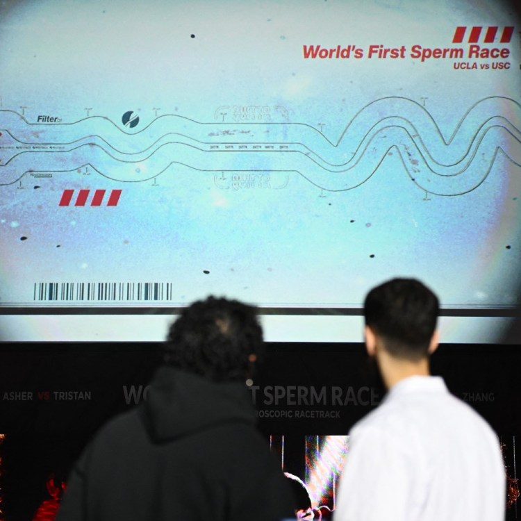 A sperm race in progress