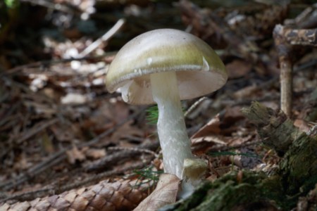 Death Cap Mushroom