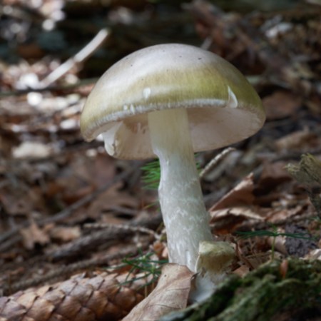 Death Cap Mushroom